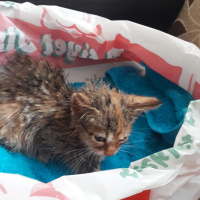 Somali, Kedi  Minik fotoğrafı