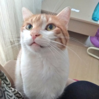 Sarman, Kedi  Balım fotoğrafı