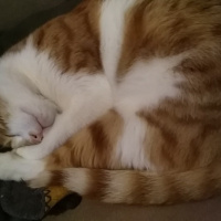Sarman, Kedi  Balım fotoğrafı