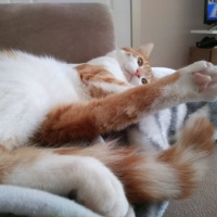 Sarman, Kedi  Balım fotoğrafı