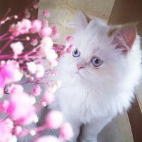 İran Kedisi (Persian), Kedi  Masal fotoğrafı