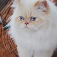İran Kedisi (Persian), Kedi  Masal fotoğrafı