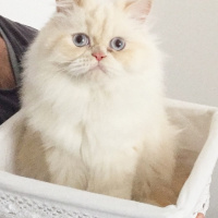 İran Kedisi (Persian), Kedi  Masal fotoğrafı