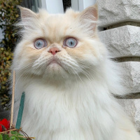 İran Kedisi (Persian), Kedi  Masal fotoğrafı