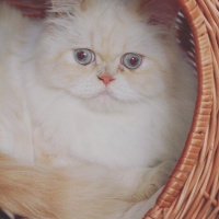 İran Kedisi (Persian), Kedi  Masal fotoğrafı