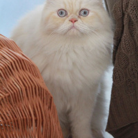 İran Kedisi (Persian), Kedi  Masal fotoğrafı