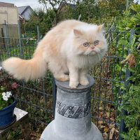 İran Kedisi (Persian), Kedi  Masal fotoğrafı