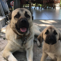Kangal, Köpek  Yavru kangal fotoğrafı