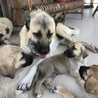 Kangal, Köpek  Yavru kangal fotoğrafı