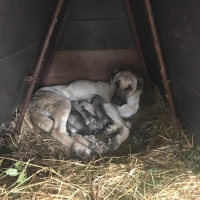 Kangal, Köpek  Yavru kangal fotoğrafı