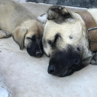 Kangal, Köpek  Yavru kangal fotoğrafı