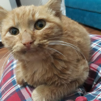 Tekir Kedi, Kedi  Portakal fotoğrafı