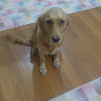 Golden Retriever, Köpek  Maya fotoğrafı