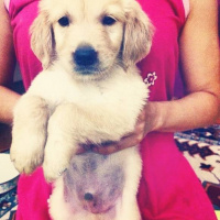 Golden Retriever, Köpek  Paşa fotoğrafı