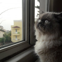 Ragdoll, Kedi  mia fotoğrafı