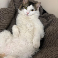 Tekir Kedi, Kedi  Şanslı fotoğrafı