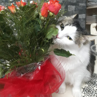 Tekir Kedi, Kedi  Şanslı fotoğrafı