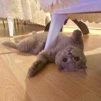 Scottish Fold, Kedi  Mocha fotoğrafı