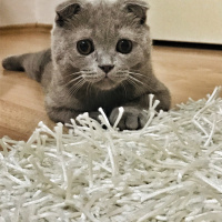 Scottish Fold, Kedi  Mocha fotoğrafı