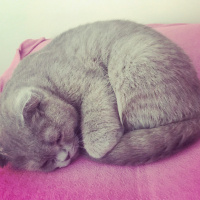 Scottish Fold, Kedi  Mocha fotoğrafı