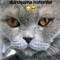Scottish Fold, Kedi  Mocha fotoğrafı