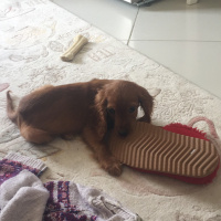 Amerikan Cocker Spaniel, Köpek  Leblebi fotoğrafı