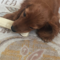 Amerikan Cocker Spaniel, Köpek  Leblebi fotoğrafı