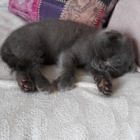 Scottish Fold, Kedi  Duman fotoğrafı