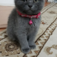 Scottish Fold, Kedi  Duman fotoğrafı