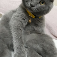 Scottish Fold, Kedi  Duman fotoğrafı