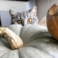British Shorthair, Kedi  MİÇO fotoğrafı