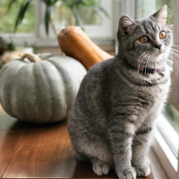 British Shorthair, Kedi  MİÇO fotoğrafı