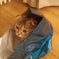 Scottish Fold, Kedi  KEŞKÜL fotoğrafı