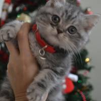 British Shorthair, Kedi  Alice fotoğrafı