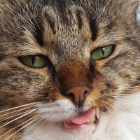 Tekir Kedi, Kedi  Tatlış fotoğrafı