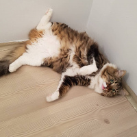 Tekir Kedi, Kedi  Tatlış fotoğrafı