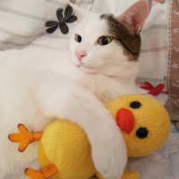 Tekir Kedi, Kedi  Pırpır fotoğrafı