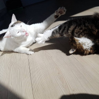Tekir Kedi, Kedi  Pırpır fotoğrafı