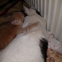 Tekir Kedi, Kedi  Pırpır fotoğrafı