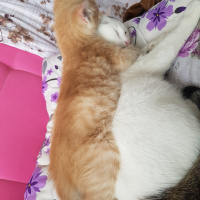 Tekir Kedi, Kedi  Fındık fotoğrafı