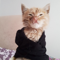 Tekir Kedi, Kedi  Fındık fotoğrafı