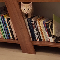 Tekir Kedi, Kedi  Fındık fotoğrafı