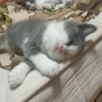 Tekir Kedi, Kedi  max fotoğrafı