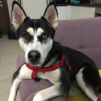 Sibirya Kurdu (Husky), Köpek  Rita fotoğrafı