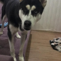 Sibirya Kurdu (Husky), Köpek  Rita fotoğrafı