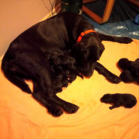 Labrador Retriever, Köpek  Dost fotoğrafı