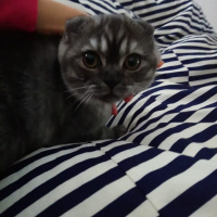 Scottish Fold, Kedi  Mina fotoğrafı