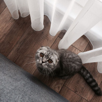 Scottish Fold, Kedi  Bella fotoğrafı