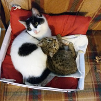 Tuxedo (Smokin) Kedi, Kedi  Bulut fotoğrafı