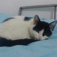 Tuxedo (Smokin) Kedi, Kedi  Bulut fotoğrafı